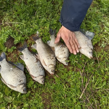 鄱阳湖野生鲫鱼