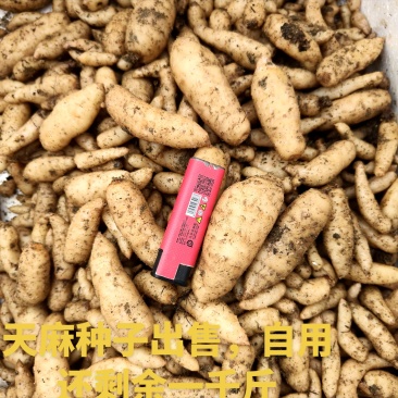 宁强县天麻种子