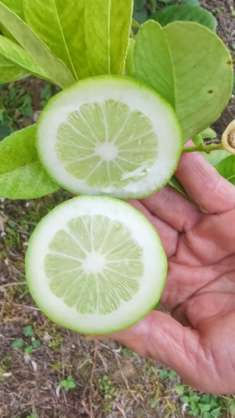 广东香水柠檬