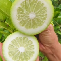 广东香水柠檬