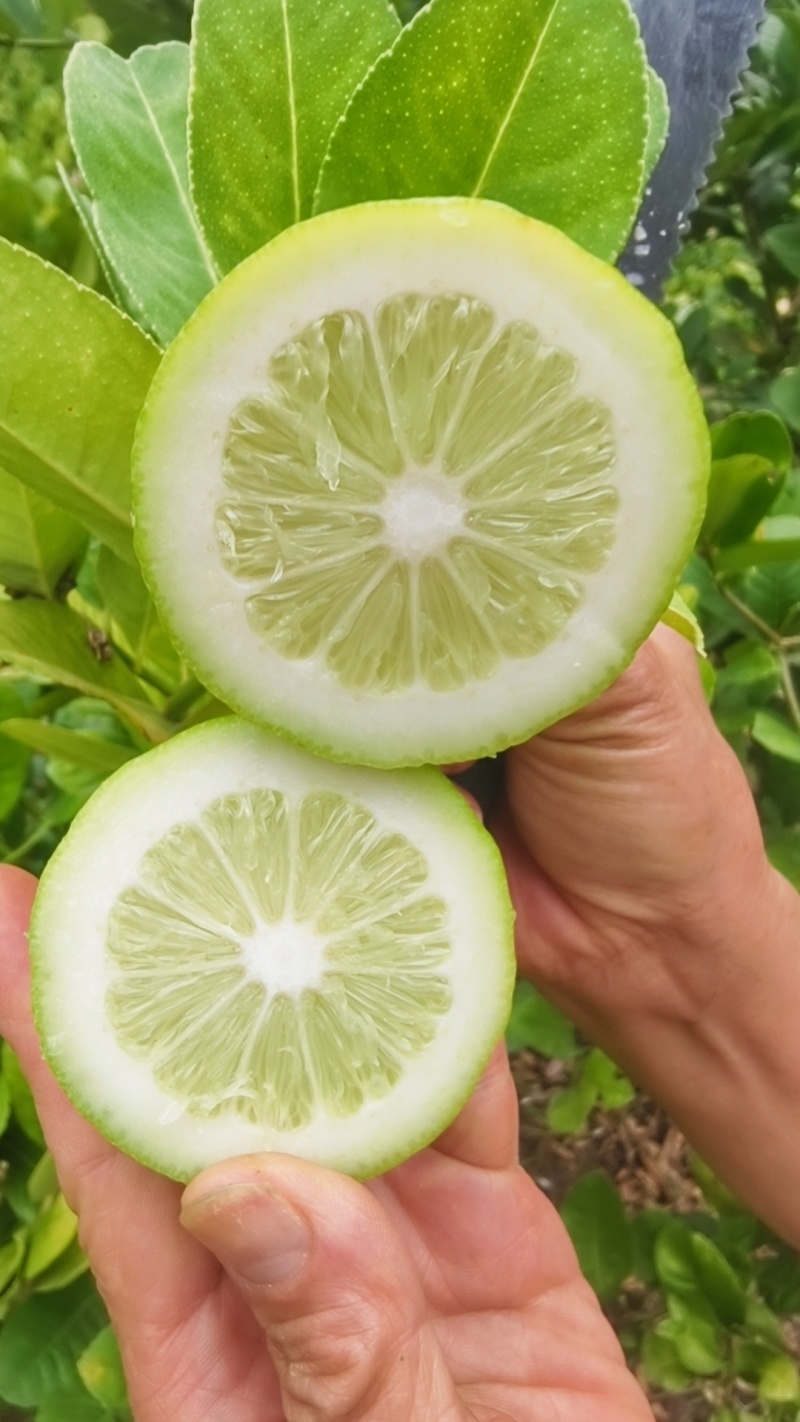 广东香水柠檬