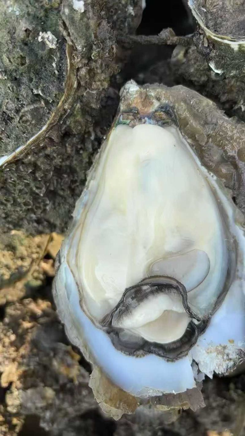 湛江生蚝一手货源欢迎看货比价