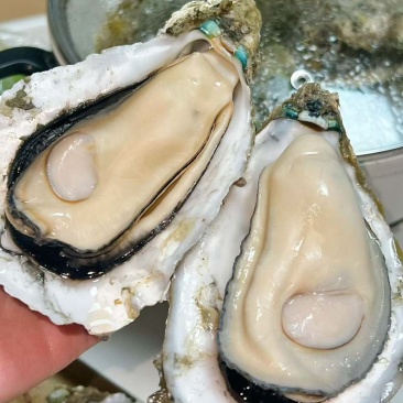 湛江生蚝一手货源欢迎看货比价