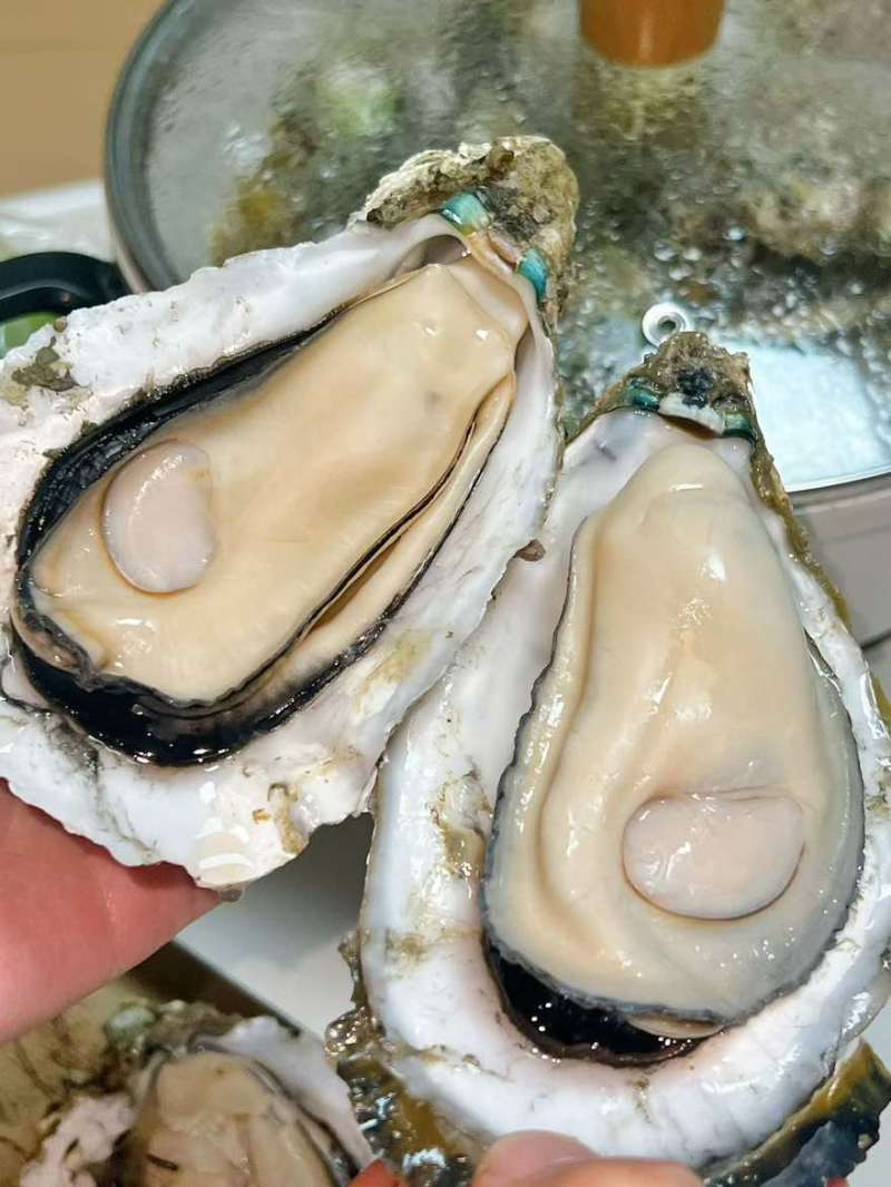 湛江生蚝一手货源欢迎看货比价