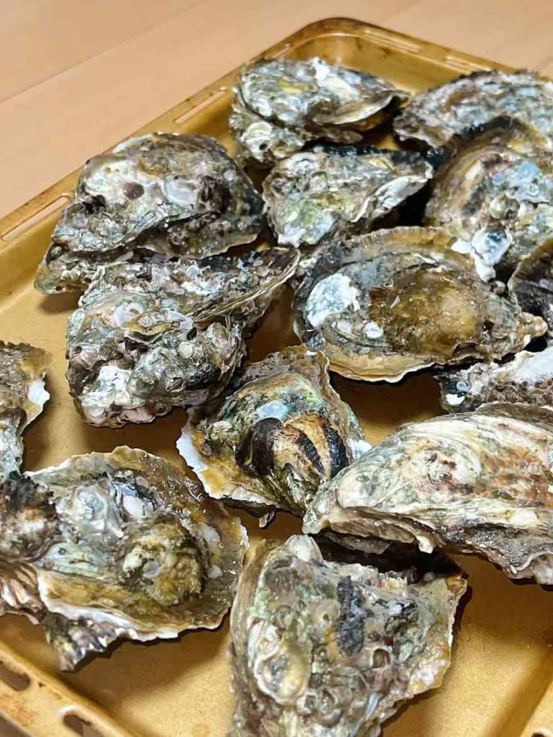 湛江生蚝一手货源欢迎看货比价