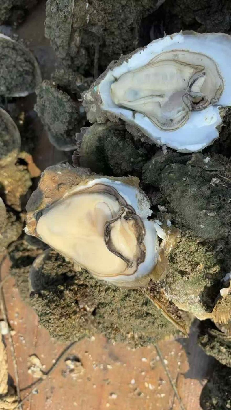 湛江生蚝一手货源欢迎看货比价