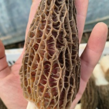 羊肚菌
