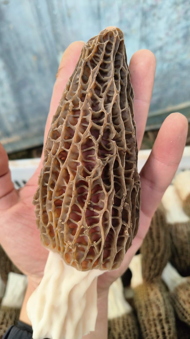 羊肚菌