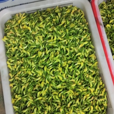 金雀花花苞