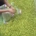 金雀花花苞