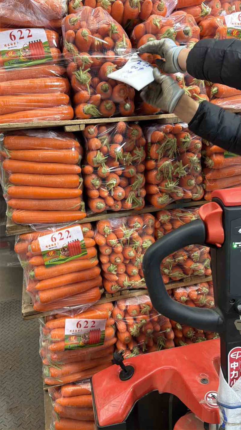 大量供应精品胡萝卜