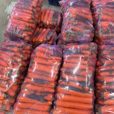 福建胡萝卜🥕北京包二滚子大量供应