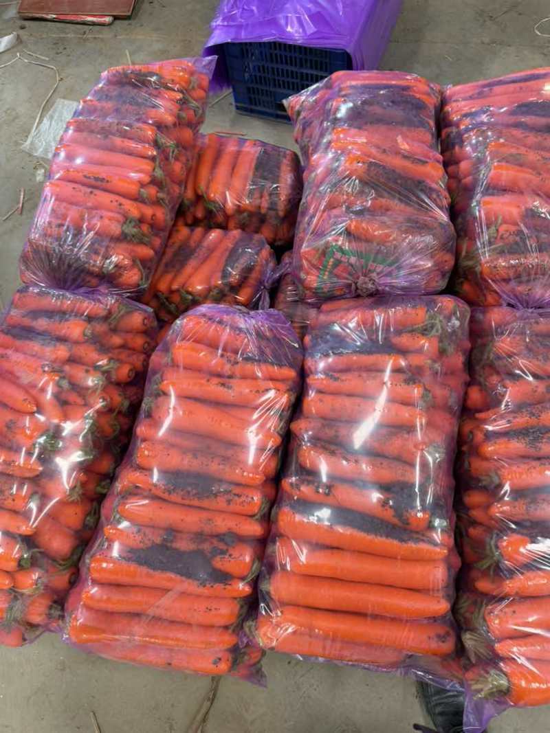 福建胡萝卜🥕北京包二滚子大量供应