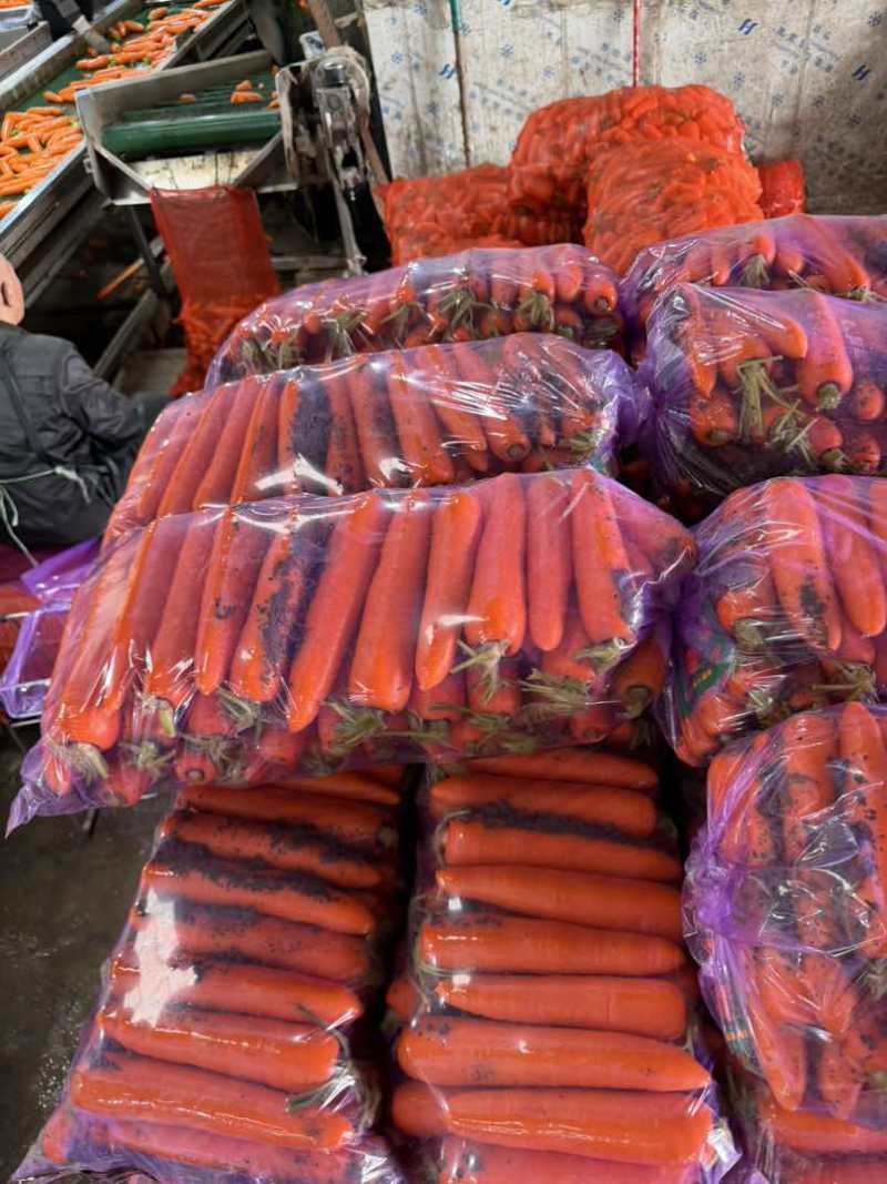 福建胡萝卜🥕北京包二滚子大量供应
