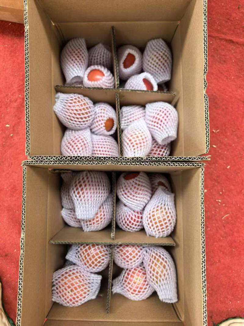 西红柿🍅硬粉一件代发