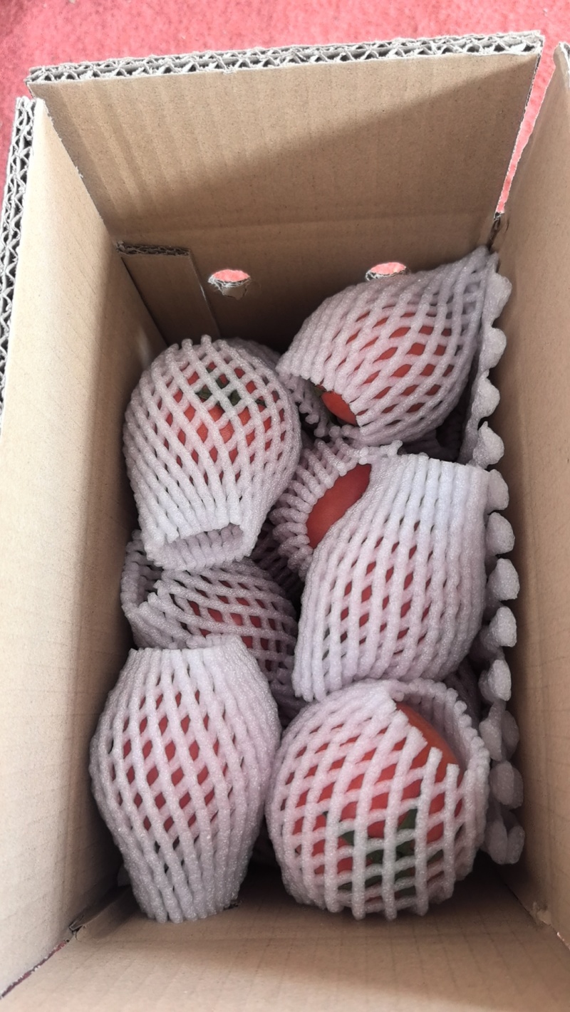 西红柿🍅硬粉一件代发