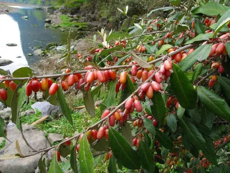 羊奶果苗