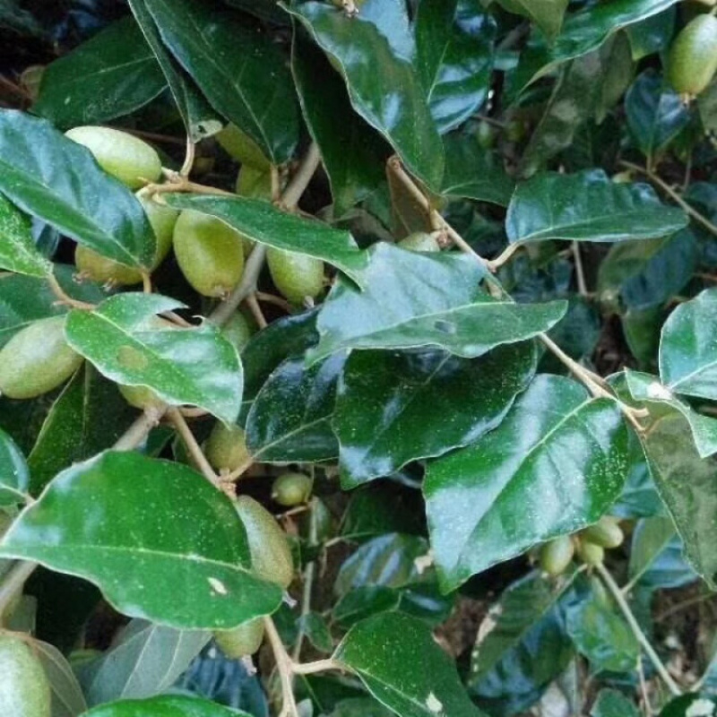 羊奶果苗