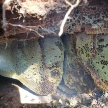 野生土蜂蜜