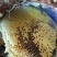 野生土蜂蜜