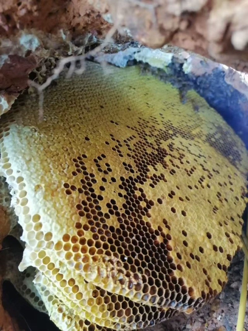 野生土蜂蜜