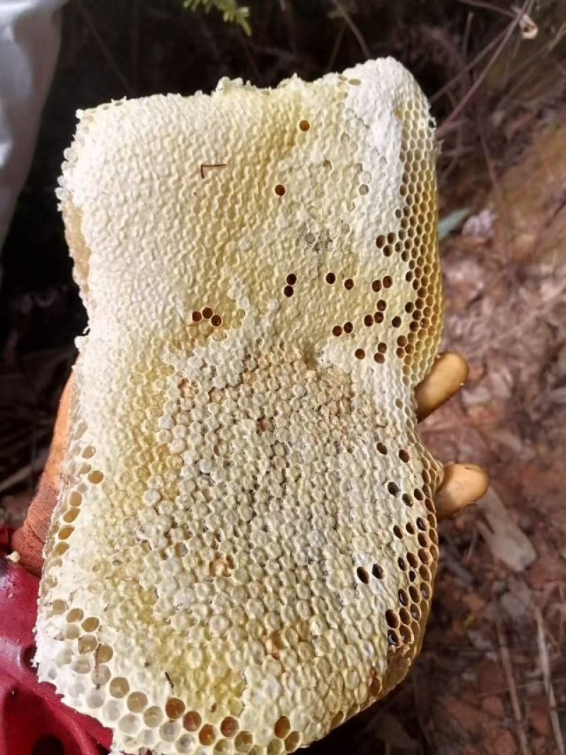 野生土蜂蜜