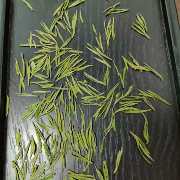 安吉白茶