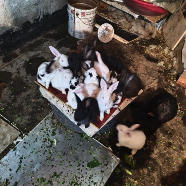 家养肉兔