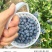 云南澄江抚仙湖无公害有机蓝莓，