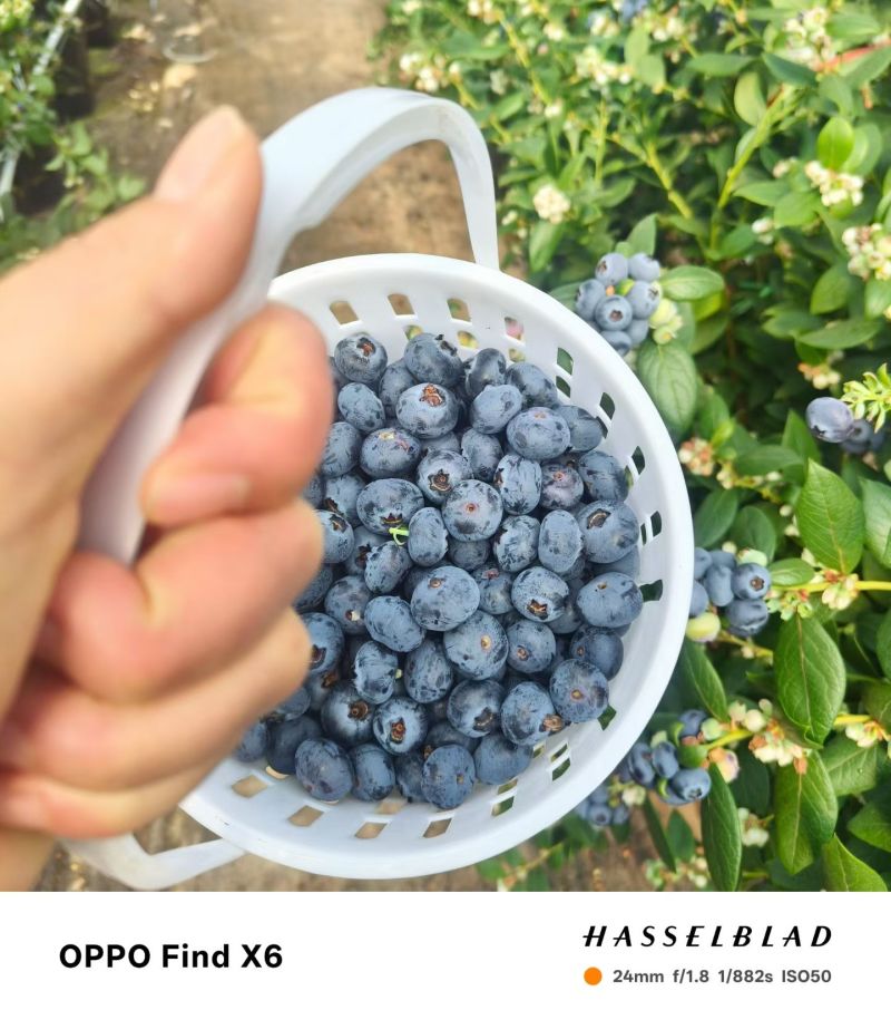 云南澄江抚仙湖无公害有机蓝莓，
