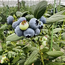 云南澄江抚仙湖无公害有机蓝莓，