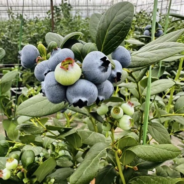 云南澄江抚仙湖无公害有机蓝莓，