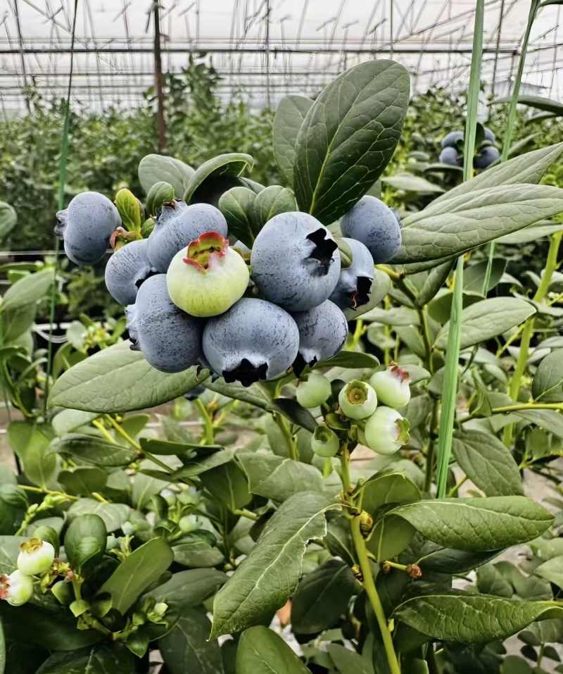 云南澄江抚仙湖无公害有机蓝莓，