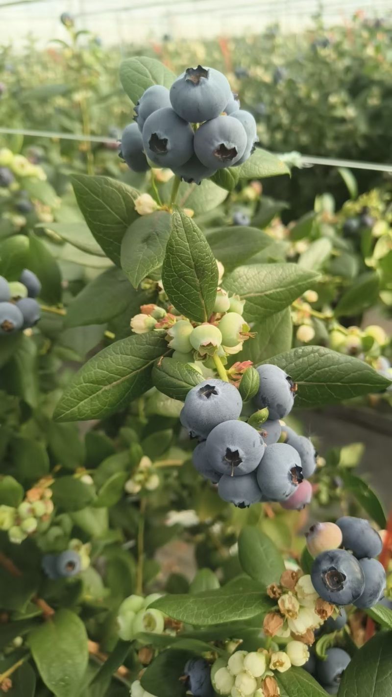 云南澄江抚仙湖无公害有机蓝莓，