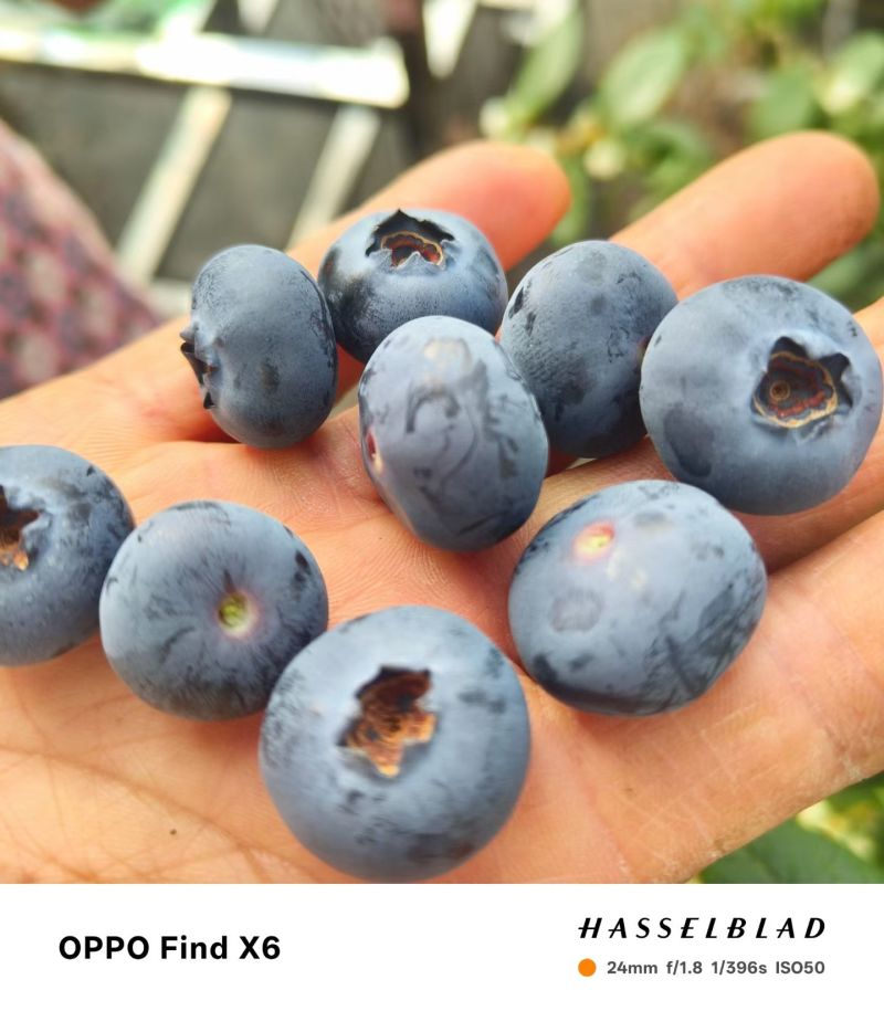 云南澄江抚仙湖无公害有机蓝莓，