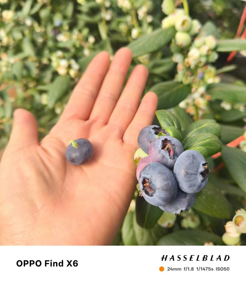 云南澄江抚仙湖无公害有机蓝莓，