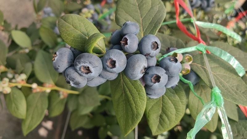 云南澄江抚仙湖无公害有机蓝莓，