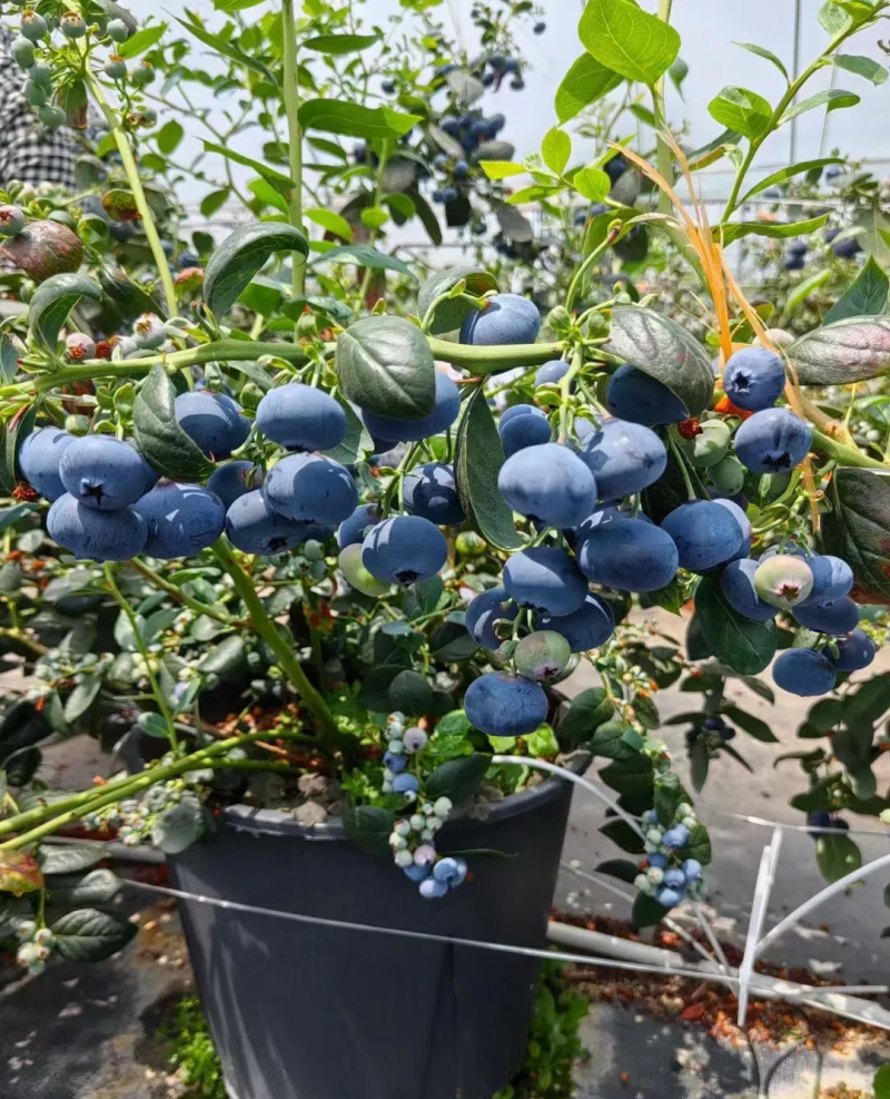 云南澄江抚仙湖无公害有机蓝莓，