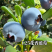 云南澄江抚仙湖无公害有机蓝莓，