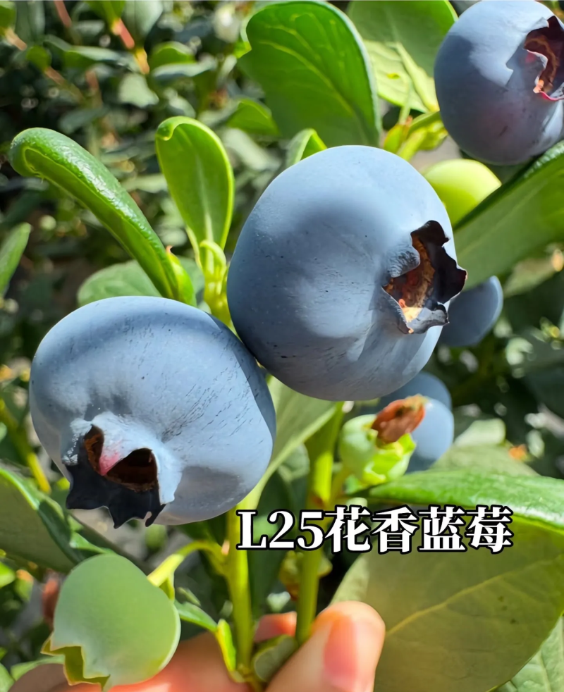 云南澄江抚仙湖无公害有机蓝莓，