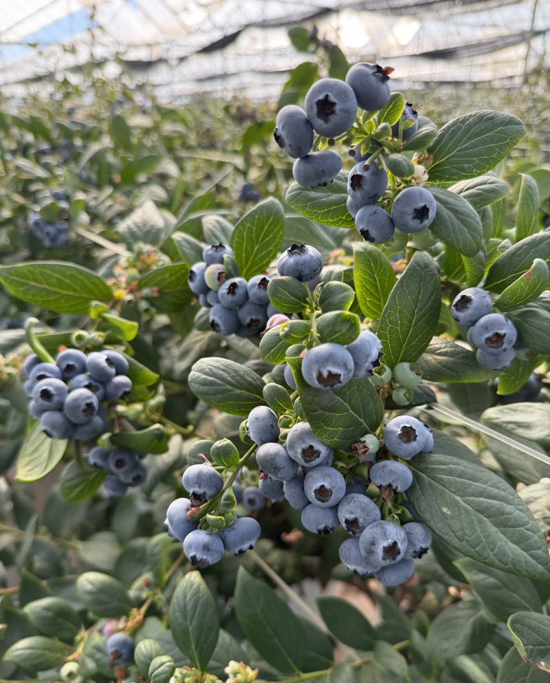 云南澄江抚仙湖无公害有机蓝莓，