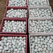 江西新鲜鸭蛋