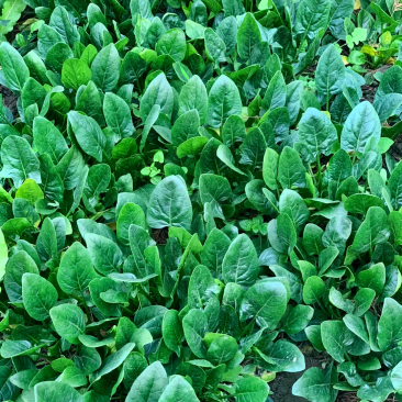 菠菜