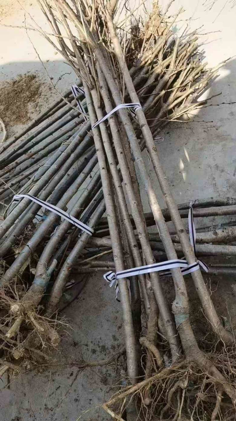 1公分樱花苗，燃尽吉野中国红