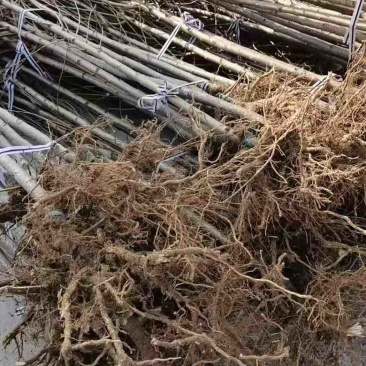 1公分樱花苗，燃尽吉野中国红