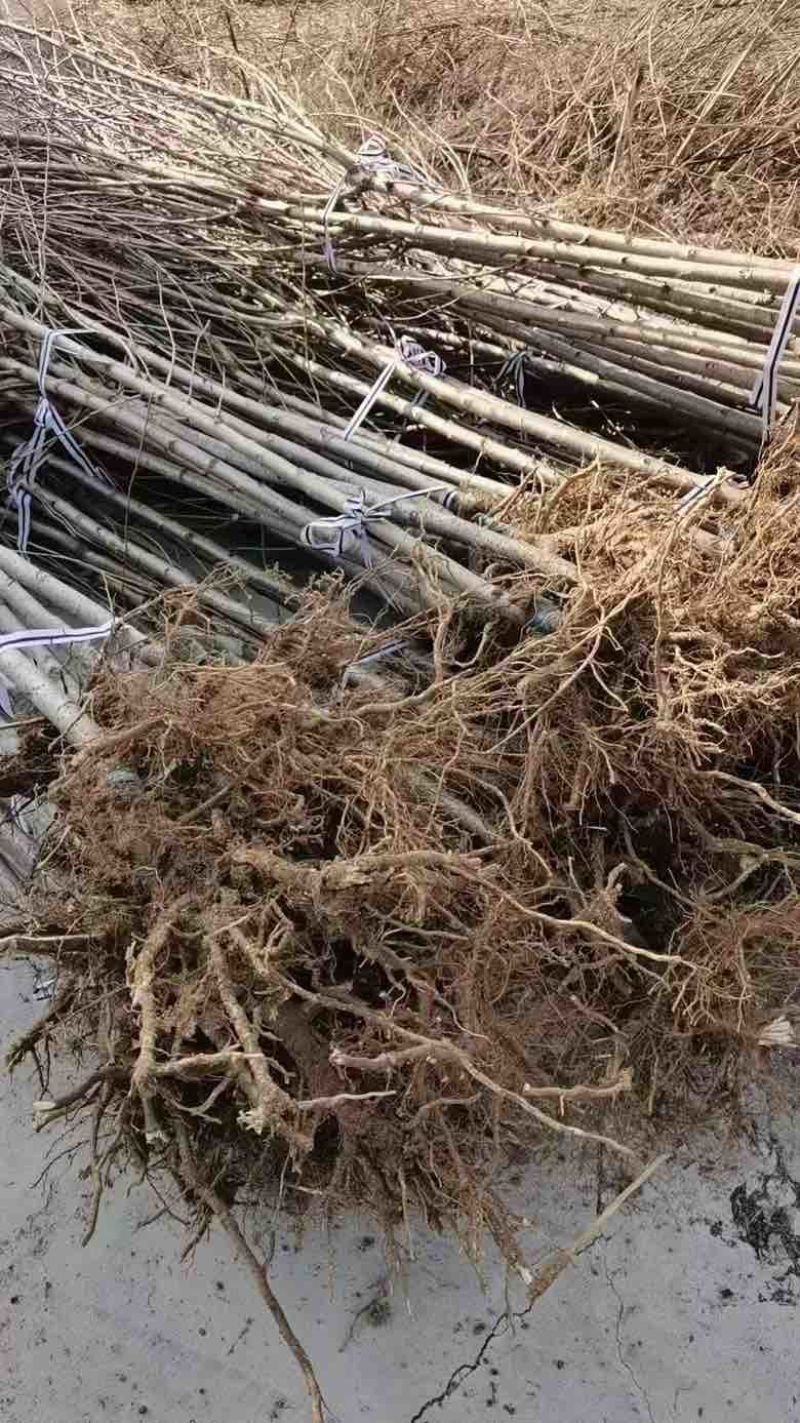 1公分樱花苗，燃尽吉野中国红