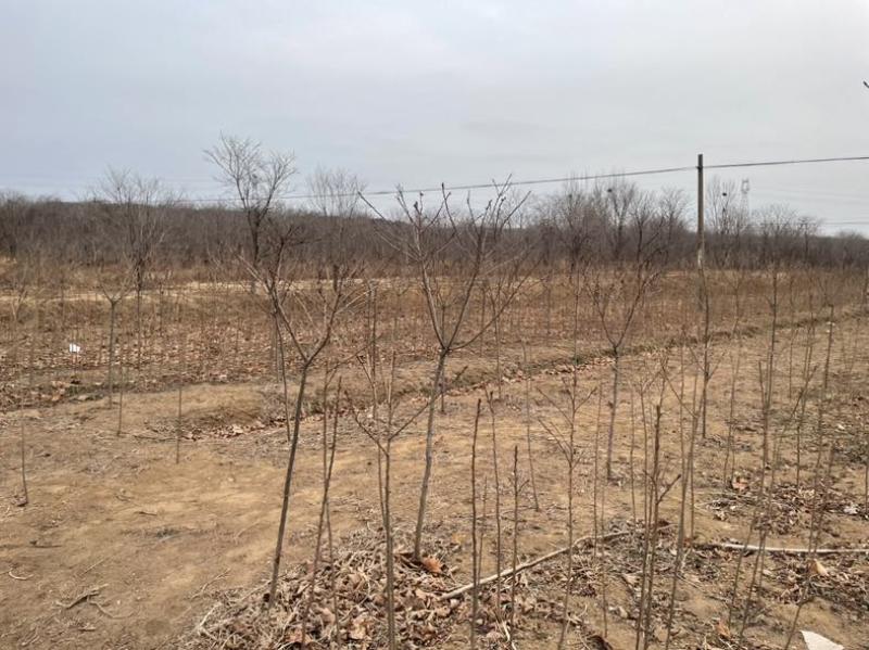 1公分樱花苗，燃尽吉野中国红
