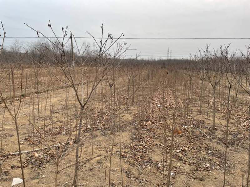 1公分樱花苗，燃尽吉野中国红