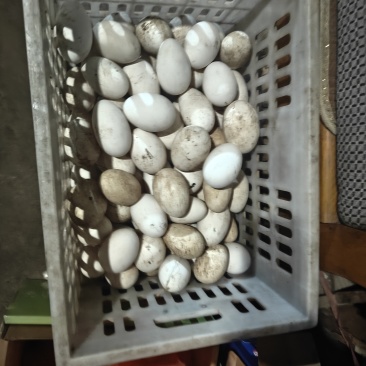 鹅蛋种蛋