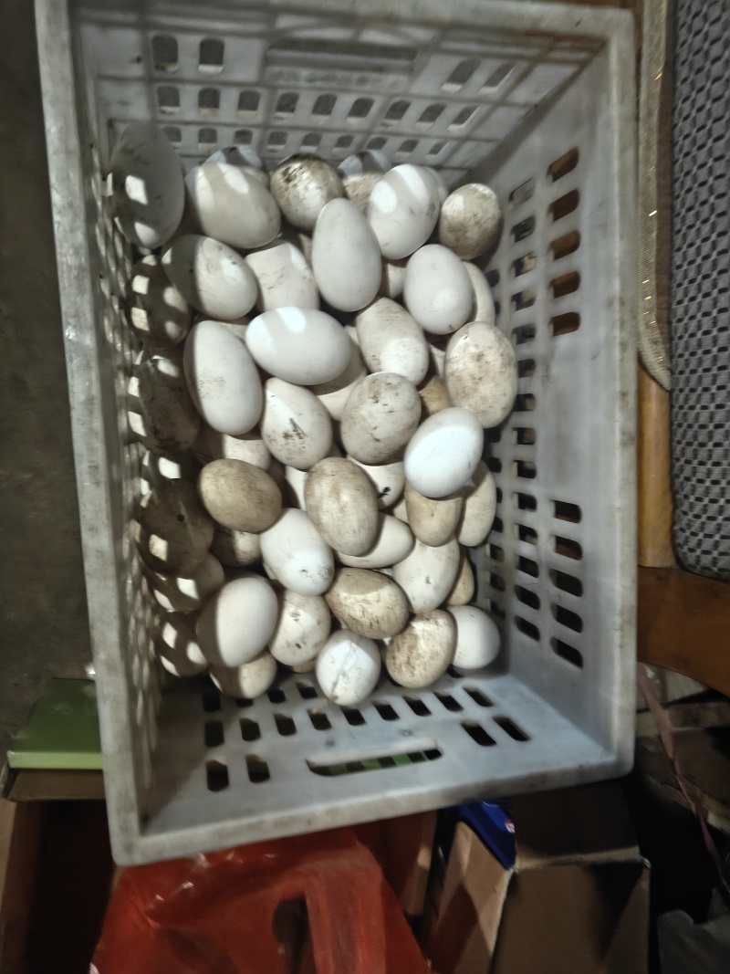 鹅蛋种蛋